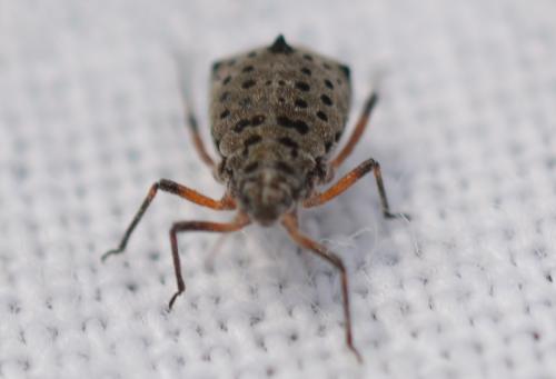 Réf. 309 860 : Tuberolachnus salignus